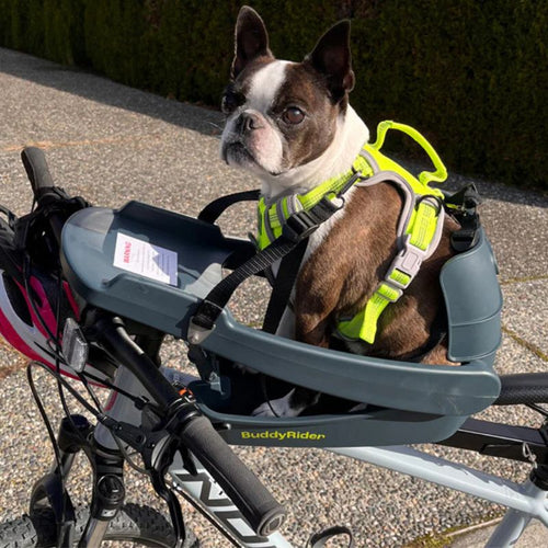Dog wearing Buddyrider dog harness