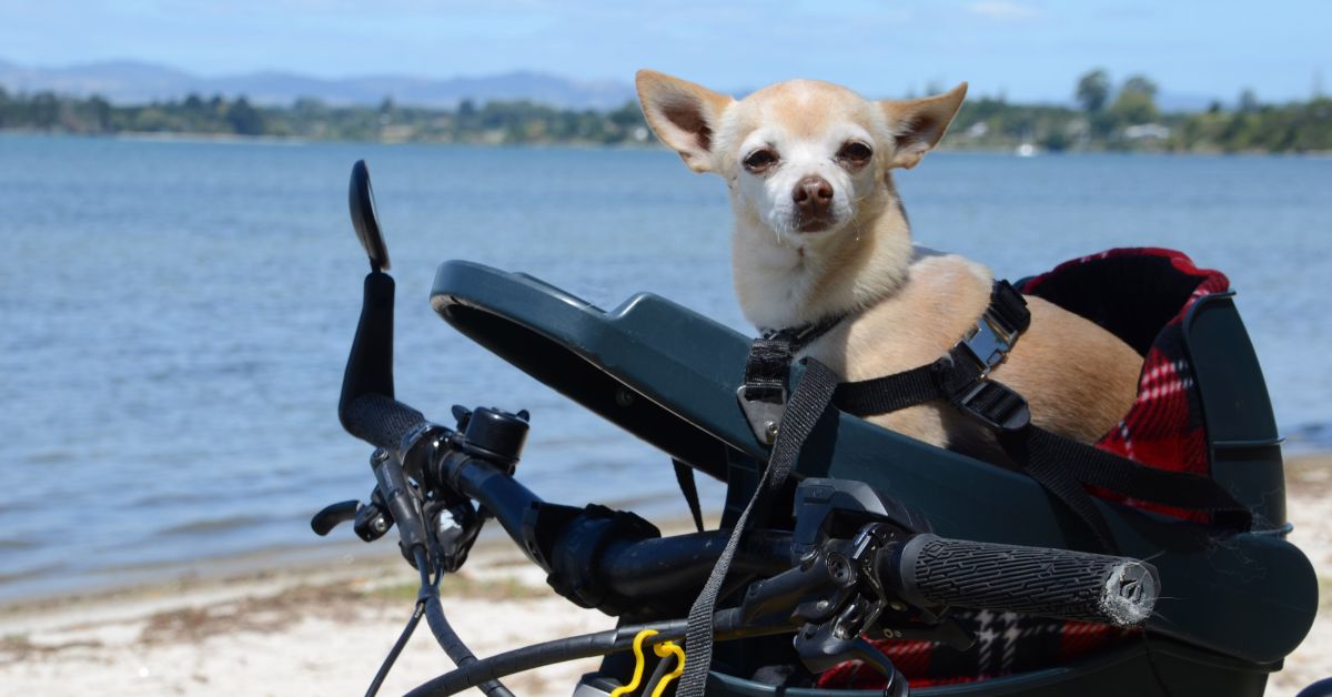 Shop Dog Seats