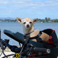 A small tan Chihuahua dog sits in a black bicycle pet carrier seat with red lining, positioned on a beach with water and distant mountains in the background.