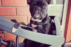 Millie loves her Buddyrider