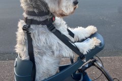 Chisel loving his new Buddyrider