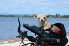 Goldie enjoying his Buddy Rider dog bike seat