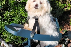 Lucy the Maltese loving her Buddyrider dog bike seat