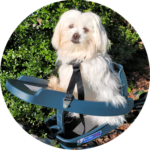 Lucy in a Buddyrider