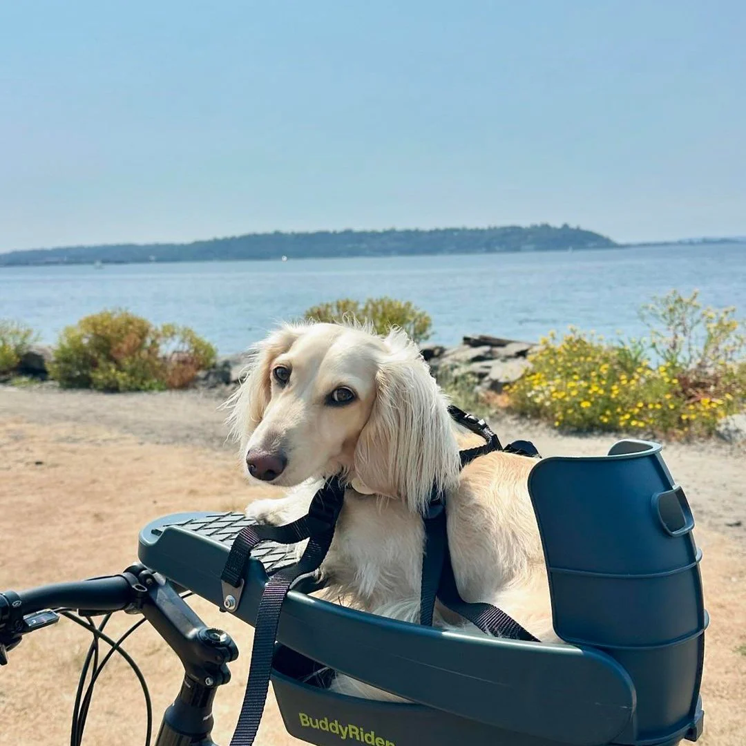 dog enjoying his buddyrider dog bicycle seat