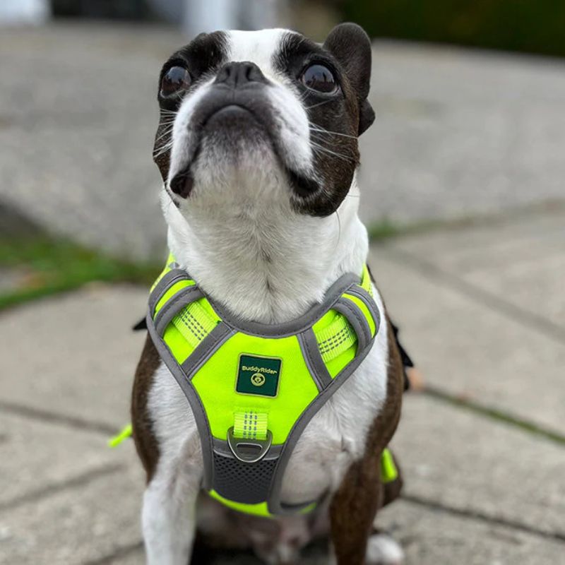 Buddyrider harness